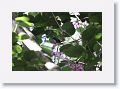 01-Barbados - 34 * Green-throated Carib Hummingbird * Green-throated Carib Hummingbird